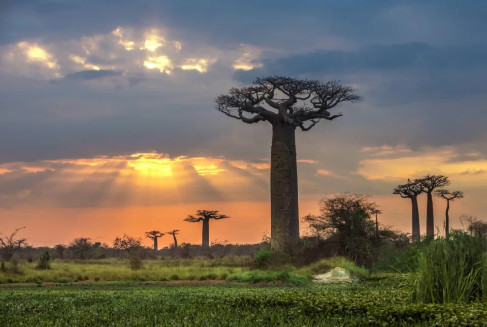 MADAGASCAR